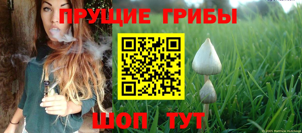 Галлюциногенные грибы Psilocybe Волжский